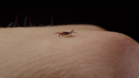 curioso movimiento de caminata de la garrapata en la piel humana caucásica