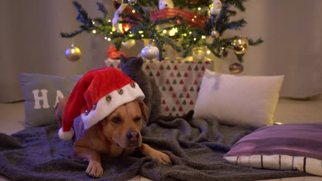 α cute dog and a kitten play under the christmas tree