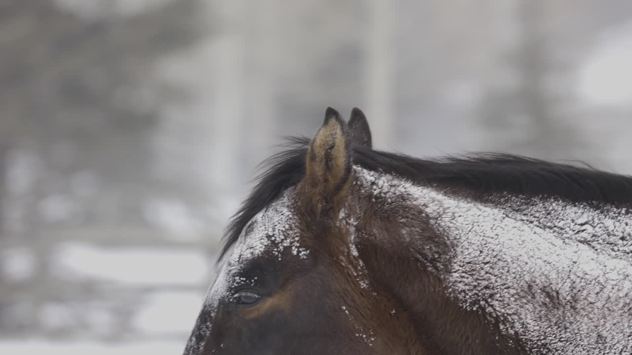 caballo en ventisca nevada en montana