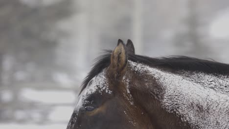 Pferd-Im-Verschneiten-Schneesturm-In-Montana