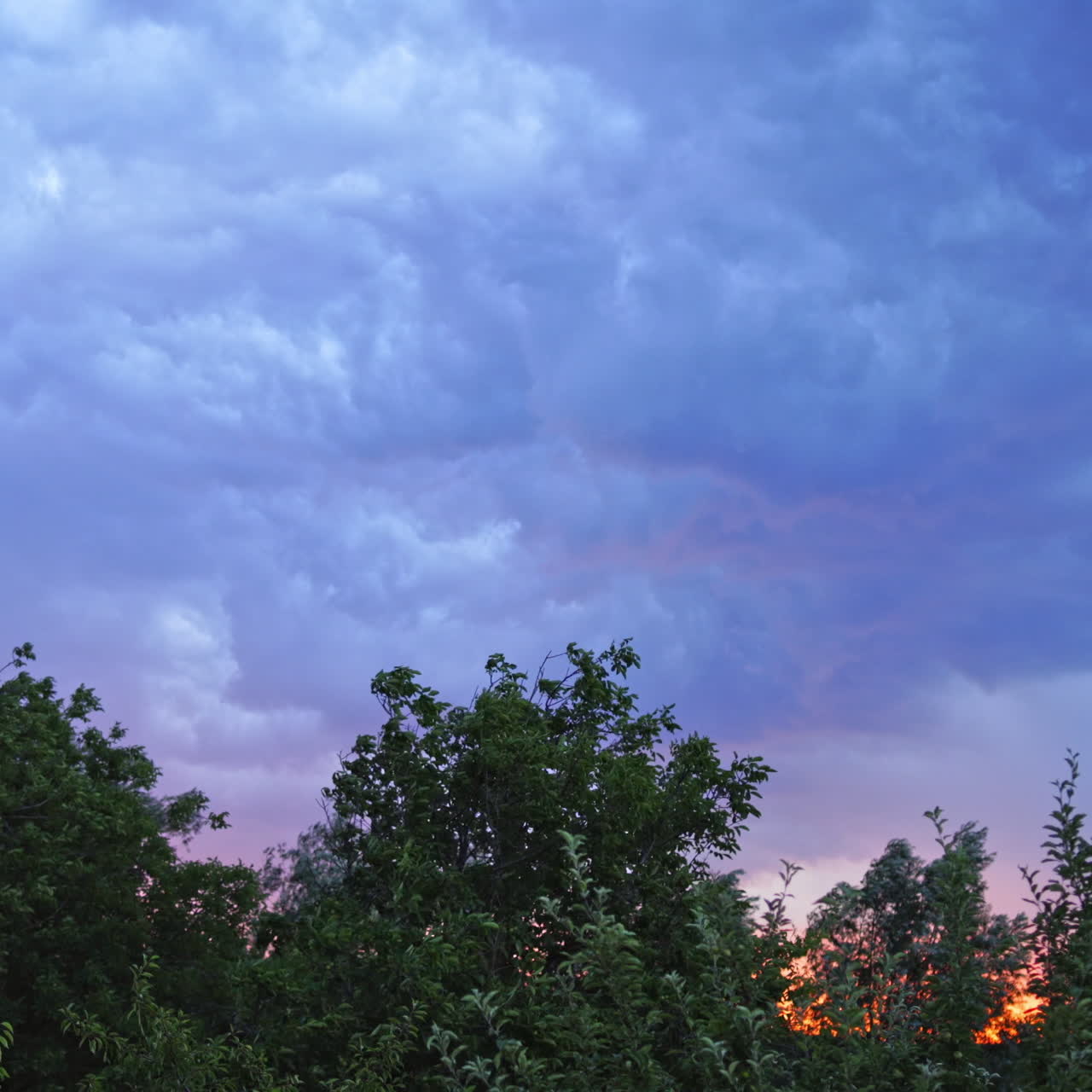 Strong wind shakes the tops of trees on the sky with lightning background. Strong lightning on the blue sky with moving clouds in the evening.