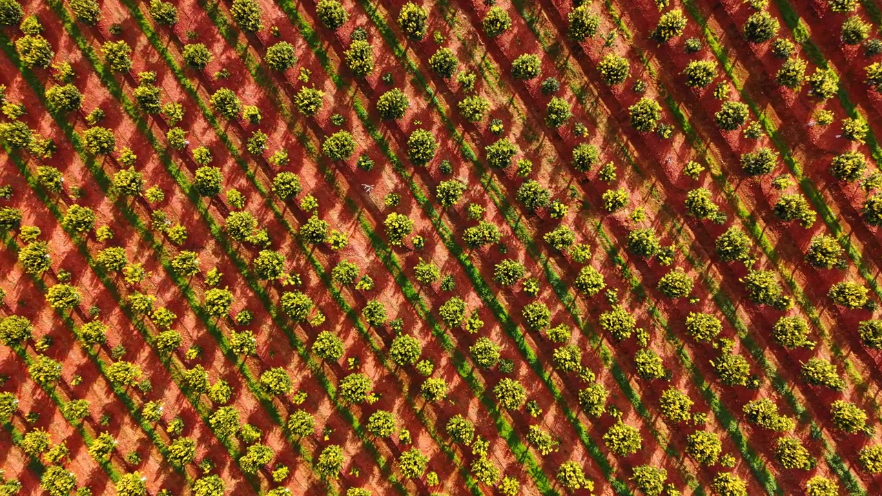 Veduta dall'alto di una piantagione di aranci con ombre lunghe. Filari di agrumi su terreno di terra rossa con forte luce solare e ombre diagonali