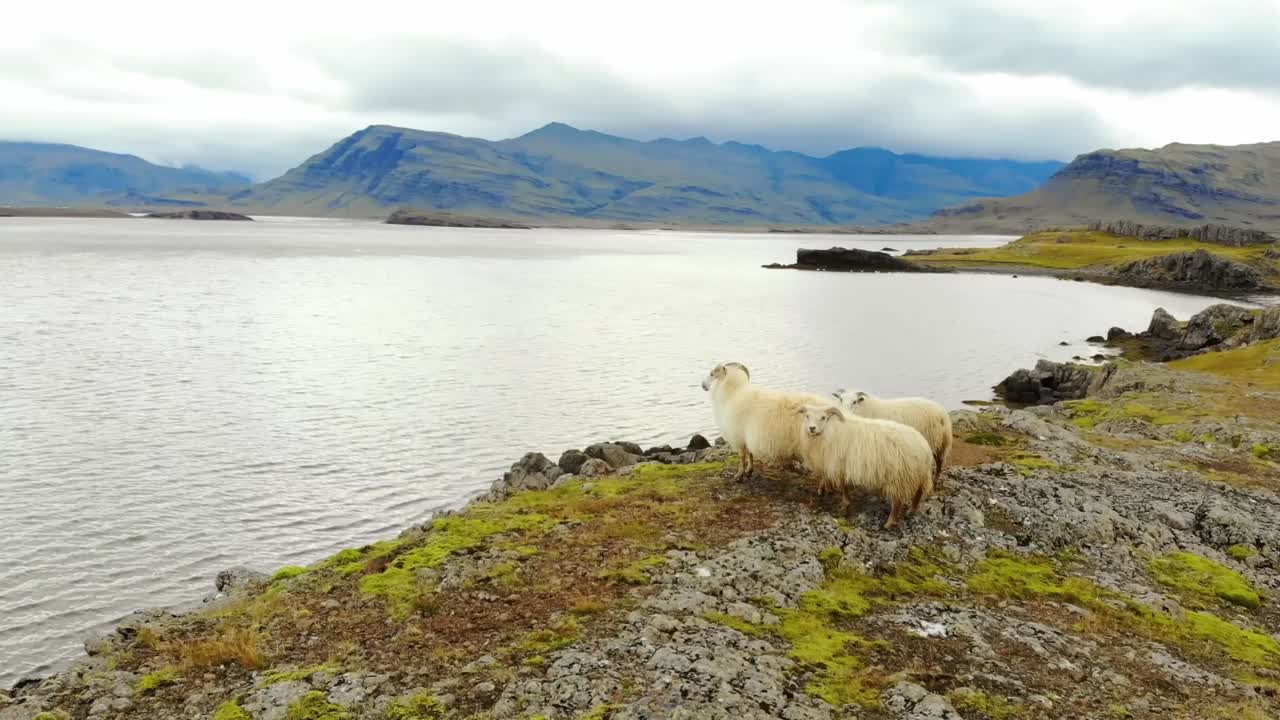 используя 4k-дрон, мы снимаем с воздуха три исландских овцы, которые следуют за камерой дрона, стоя на скале с видом на живописное озеро.