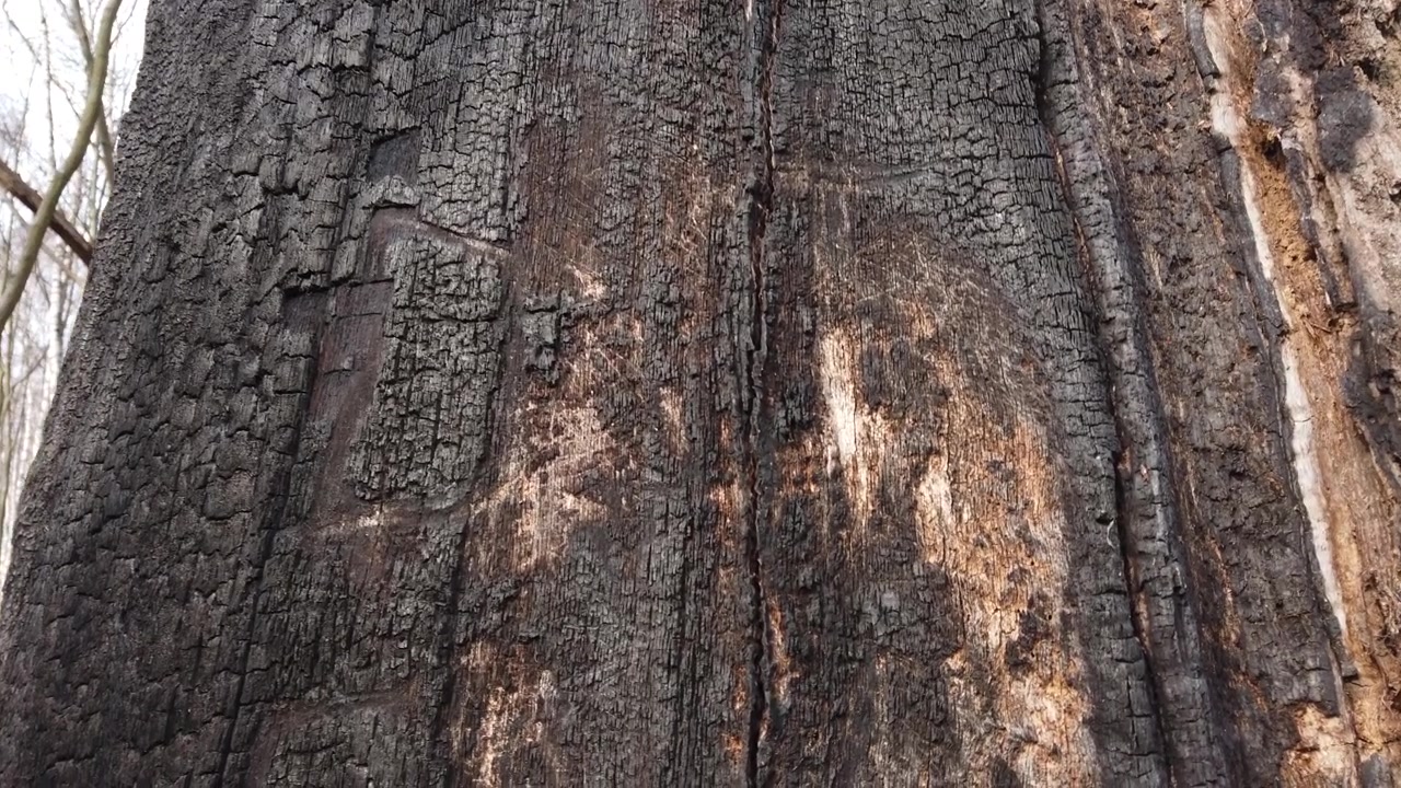 The trunk of a tree burnt in a fire.