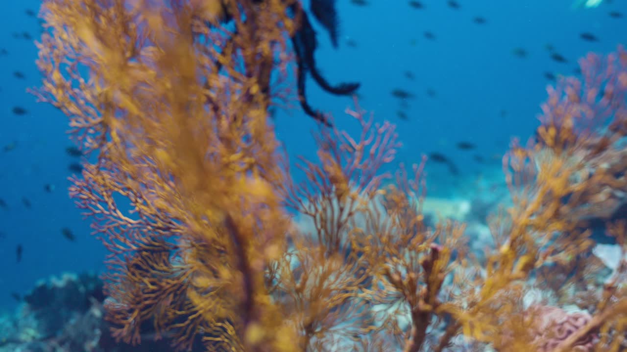 Ripresa subacquea cinematografica e colorata che mostra gorgonie che crescono tra la bellezza di una barriera corallina con un banco di pesci che nuota nell'acqua cristallina dell'oceano
