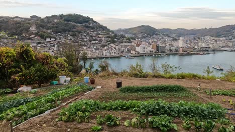 urban gardening fields in front of the skyline on onomichi