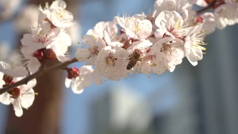 cherry blossom branch in the garden in the sun with a bee