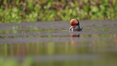 adult male red-crested pochard (netta rufina)