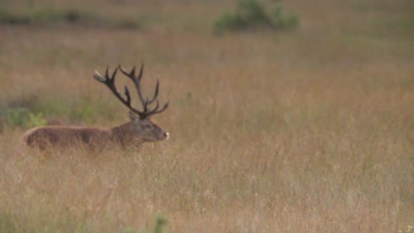 Red-deer-stag-with-set-of-antlers-walks-in-meadow,-the-rut