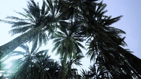 Lush palm trees reaching toward the blue sky in a tropical paradise