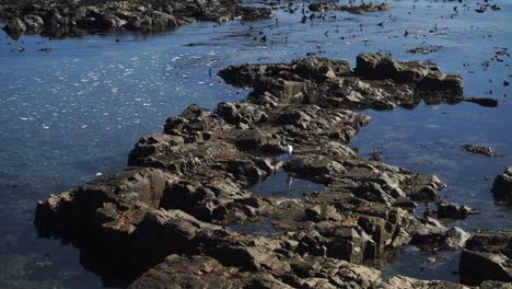 Birds-by-ocean-rock-pools,-sunny-morning-4K