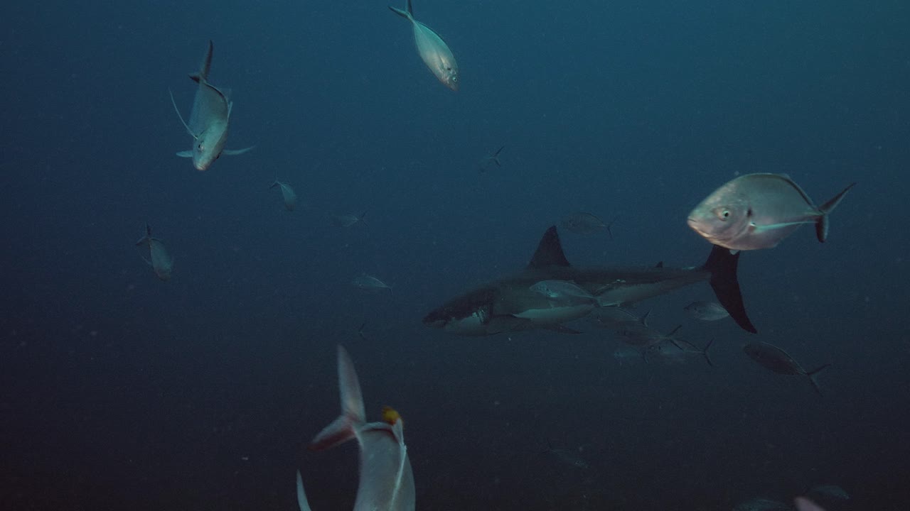 Great White Shark Carcharodon carcharias Neptune Islands South Australia slow motion 4k