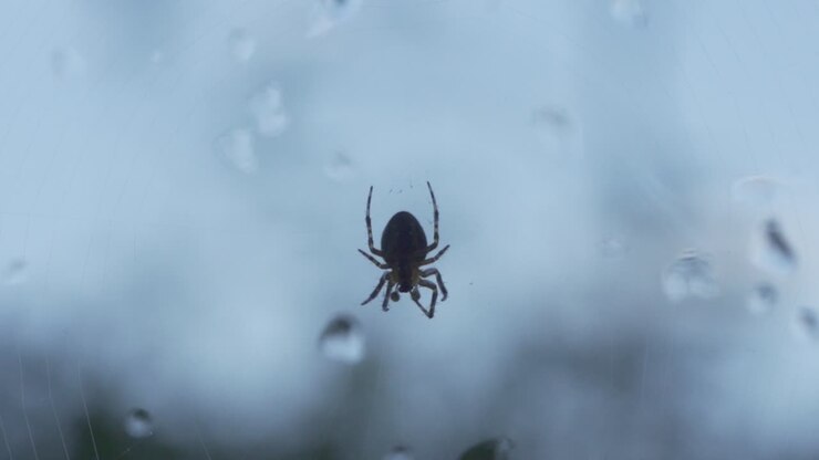 Scatto macro di ragno appeso a una ragnatela vicino a una finestra in un giorno umido