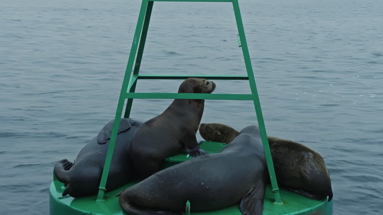Old buoy floats in glassy sea water near Isla Ballestas, isolated marine scene with ripples as sea lions bark and wrap on top of each other