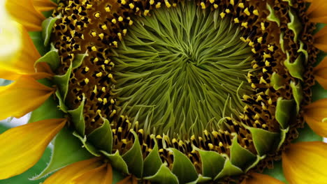 close-up of a sunflower's intricate center