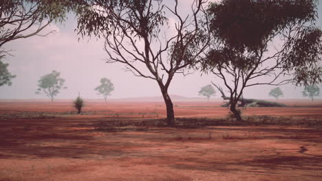 paisaje desértico de tierra roja con árboles