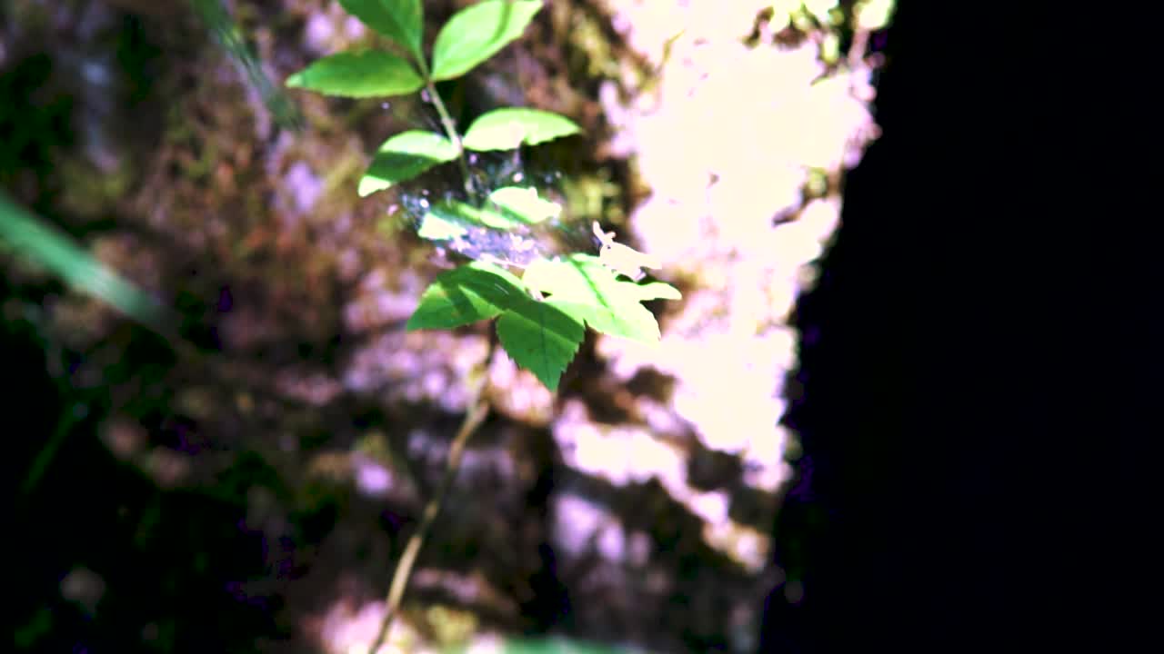 cerca de una libélula azul encaramada en la hoja, ala de ébano volando en cámara lenta