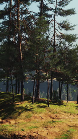 a beautiful forest of tall pine trees