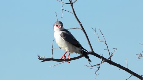 Primer-Plano-De-Cuerpo-Completo-De-Un-Halcón-Pigmeo-Posado-En-Una-Rama-Muerta,-Parque-Transfronterizo-Kgalagadi