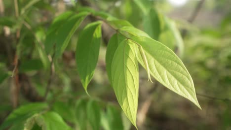 Green-leaves-on-a-tree-branch-gently-swaying-in-the-sunlight