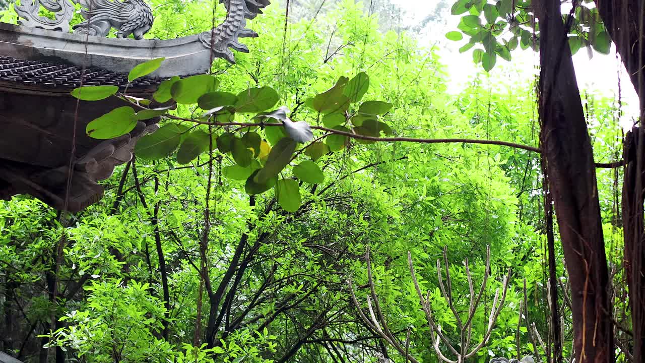 활기찬 초록색 잎과 나무 가운데 있는 사원 지붕