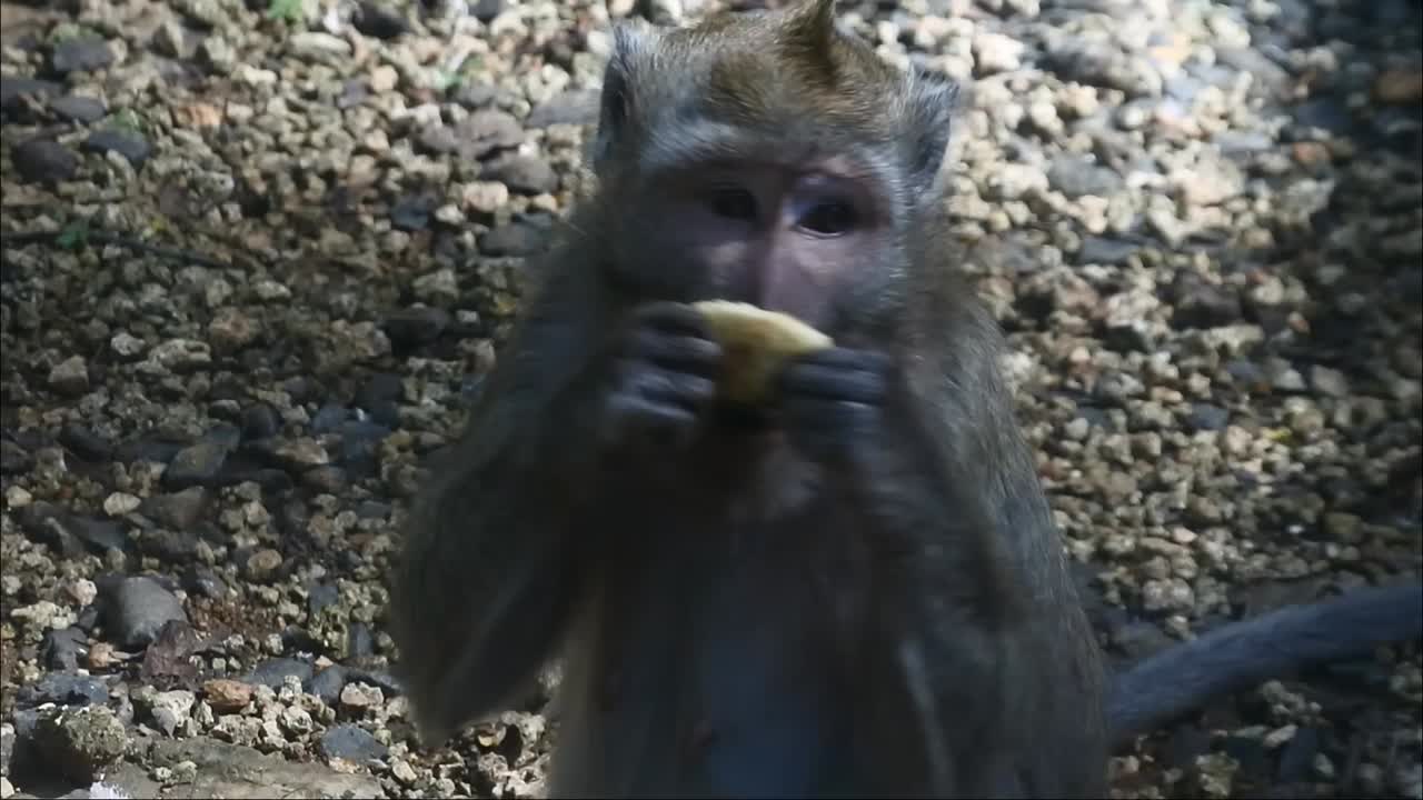 primate life while eating fruit. Monkey eat yellow mango fruit at sacred terawang cave in Blora, central java, Indonesia. Close up of mammals HD video.