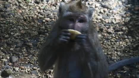 primate life while eating fruit. monkey eat yellow mango fruit at sacred terawang cave in blora, central java, indonesia. close up of mammals hd video.