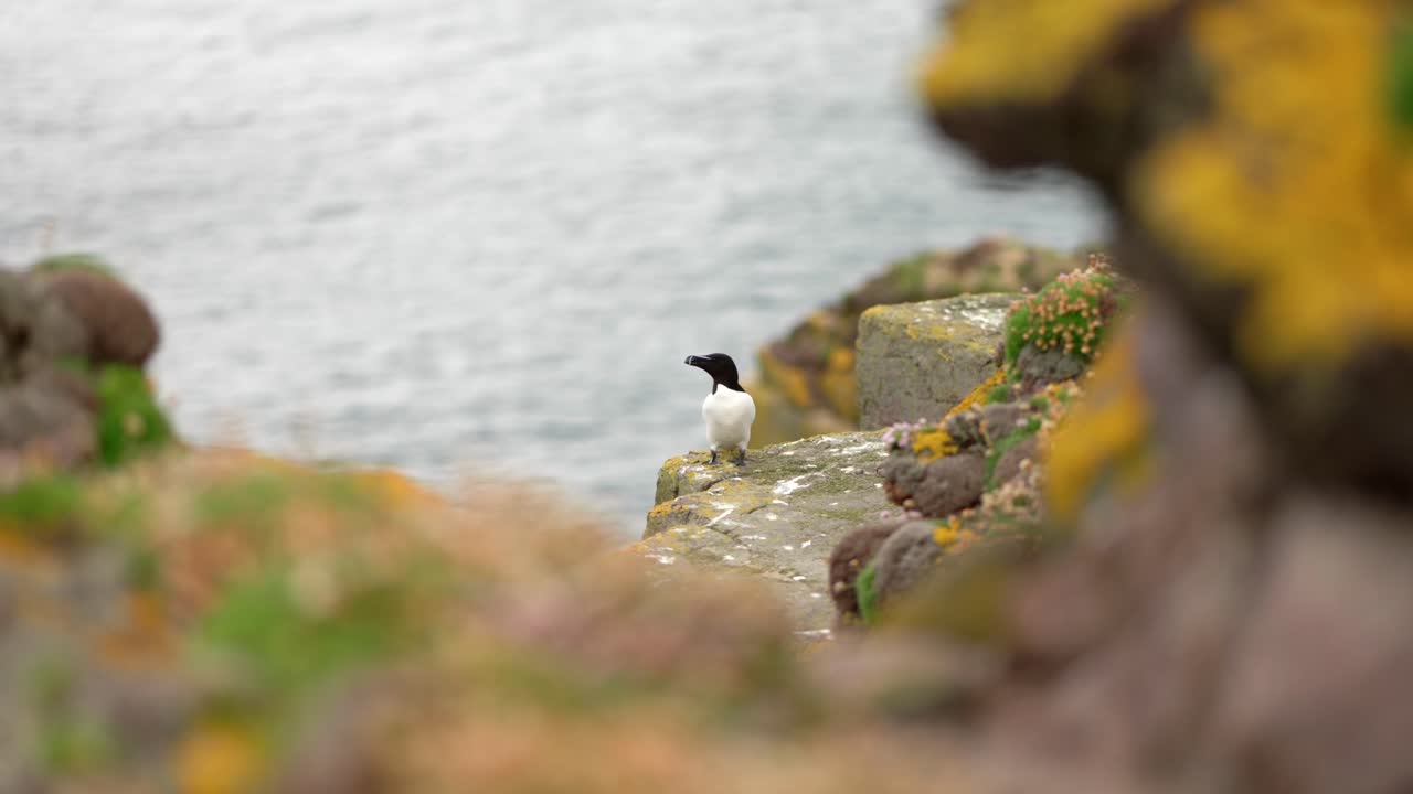 A black and white razorbill (Alca torda) sits on a cliff flapping its wings as the waves of the Atlantic ocean in the background and lichen covered rocks in the foreground. Handa Island, Scotland