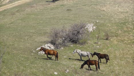 grazing horses