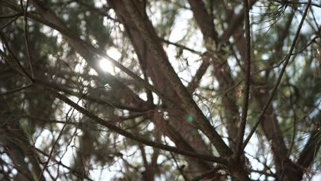 sunbeams through the pine tree branches on a sunny day - slow motion