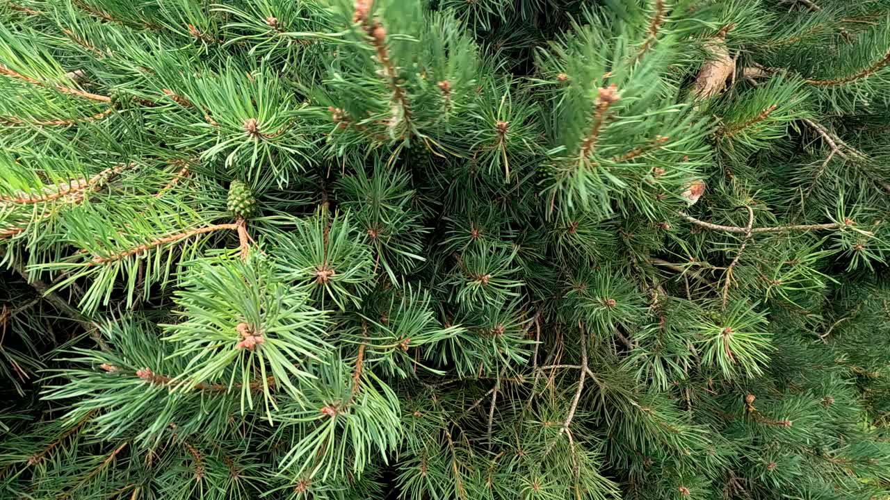 Close-up of pine branches moving gently