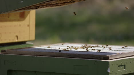 BEEKEEPING---Medium-super-removed-from-deep-super-beehive,-slowmo-medium-shot