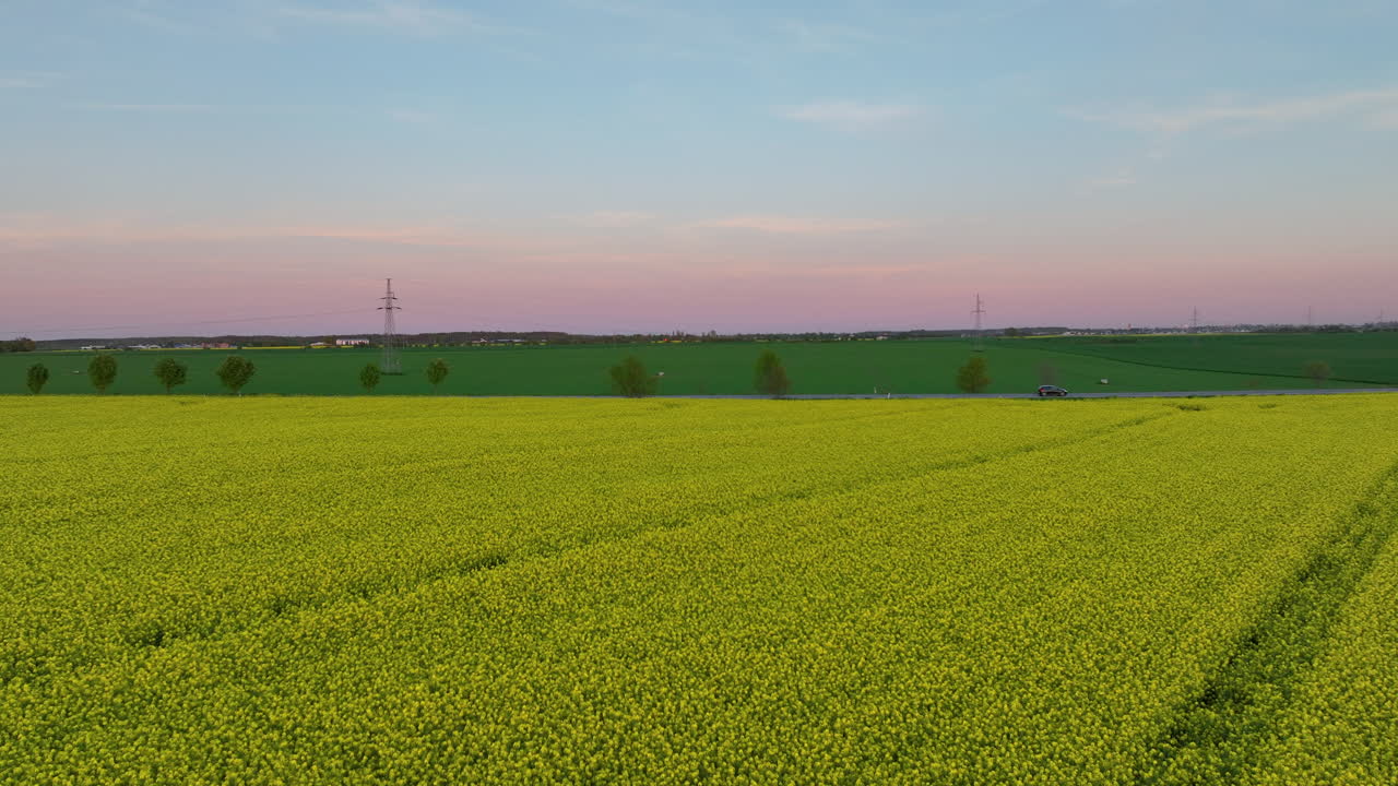 Aerial view of rapeseed field under a pink and blue sky