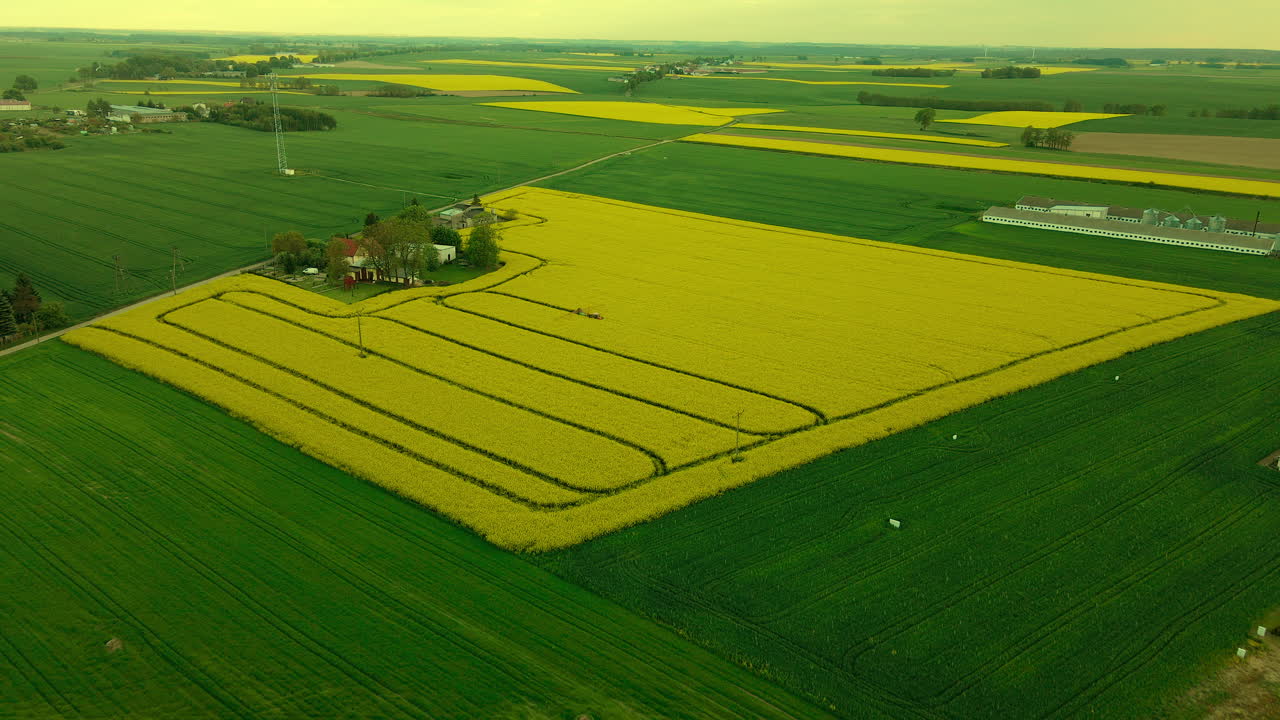campo de colza con huellas de tractor en la zona rural de lubawa en polonia