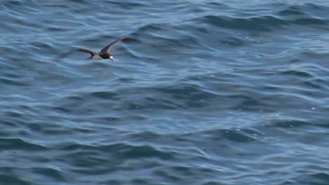 brown booby soaring along avoiding the breaking waves in slow motion