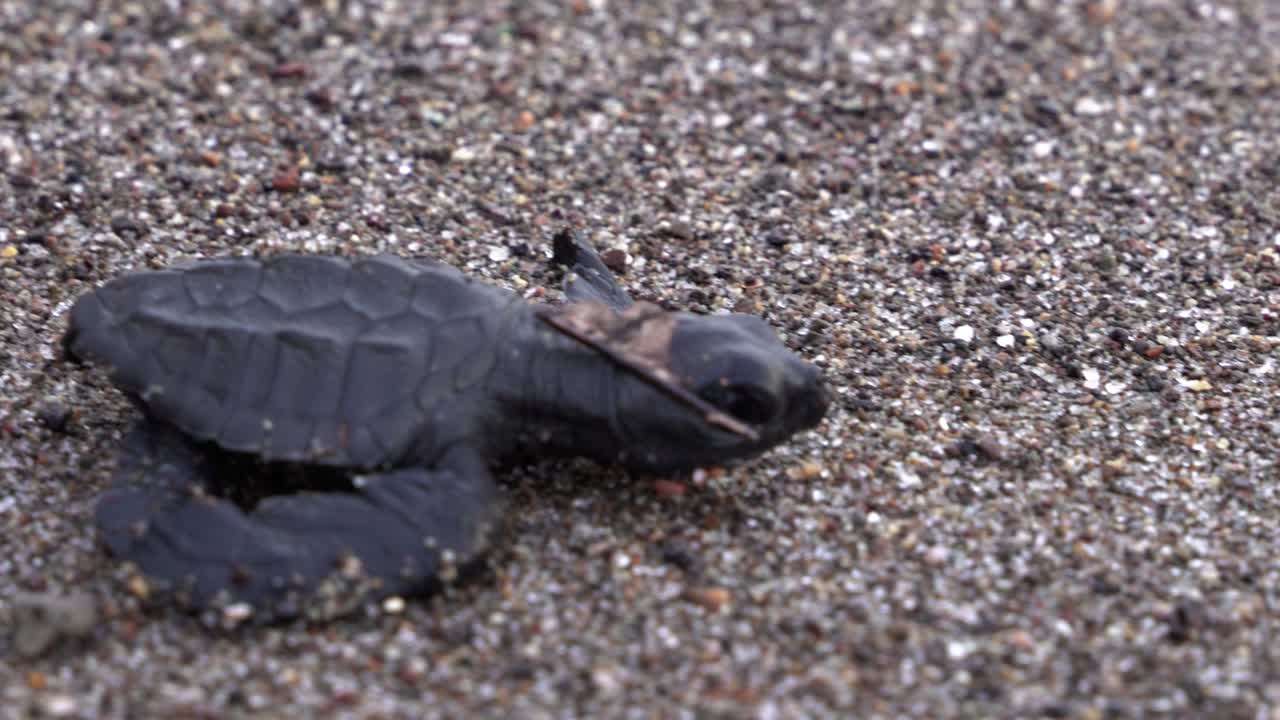 Close-up shot of a marine baby turtle crawling in the sand towards the ocean