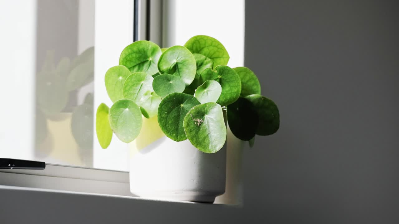 家の窓辺に置かれた美しい観葉植物のポトス。
