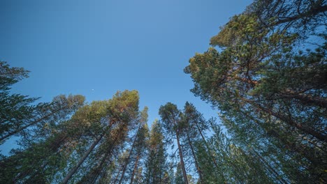 Hohe-Bäume-Strecken-Sich-Zum-Sternenhimmel