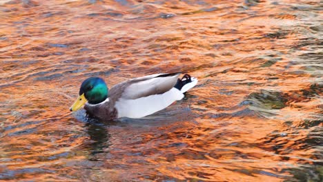 familia de patos, patos machos y hembras nadando en agua de río reflectante roja