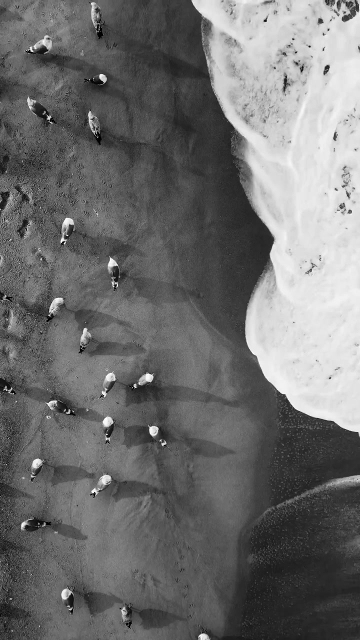 Imagens aéreas verticais impressionantes em preto e branco capturam cavalos islandeses pastando na vasta areia preta de Sólheimasandur à beira do oceano. Iluminação dramática e sombra forte criam uma cena atmosférica