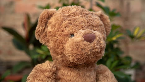 close-up of a brown teddy bear