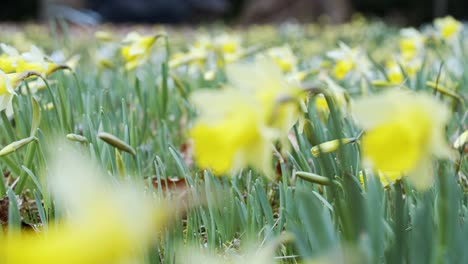 Eine-Gleitende-Aufnahme-Von-Blühenden-Narzissenblumen