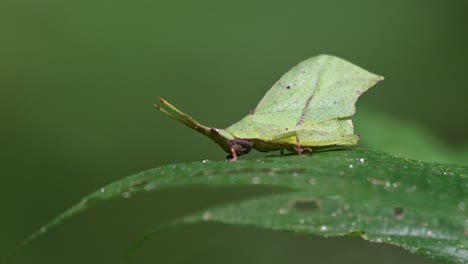 Rocking-gently-on-a-leaf,-a-leaf-grasshopper-Systella-rafflesii-is-standing-motionless-in-a-forest-undergrowth-in-Thailand