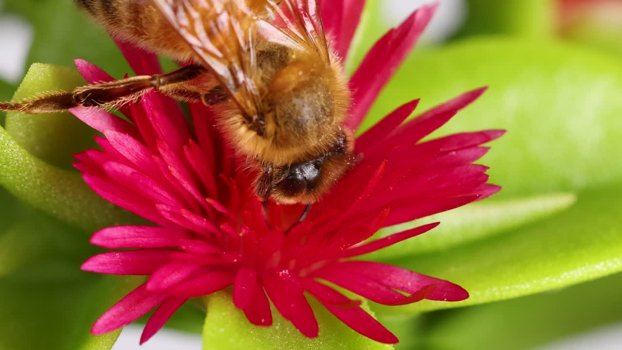 Macro video of a honeybee interacting with a pink flower, highlighting intricate details and vibrant colors in a natural setting