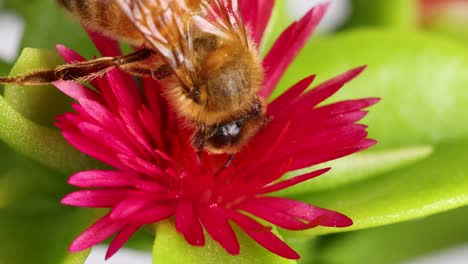 macro video of a honeybee interacting with a pink flower, highlighting intricate details and vibrant colors in a natural setting