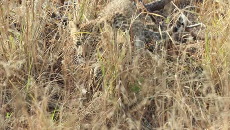 Una-Foto-De-Cuerpo-Completo-De-Un-Cachorro-De-Leopardo-Escabulléndose-A-Través-De-La-Densa-Hierba-Hacia-La-Cámara