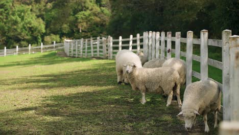small merino sheep herd hide from bright sunlight in shadow standing by white wooden fence in farm ranch - slow motion