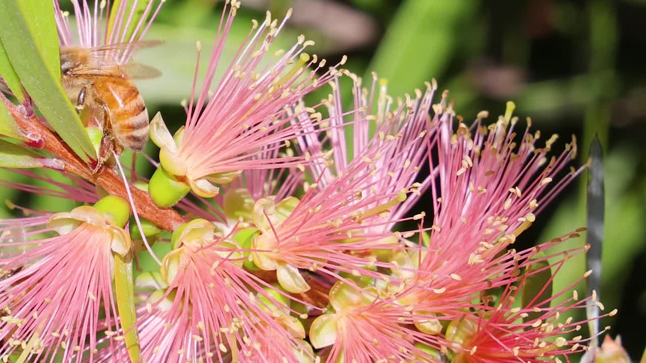 A bee actively collects nectar from vibrant pink bottlebrush flowers, showcasing its foraging behavior.