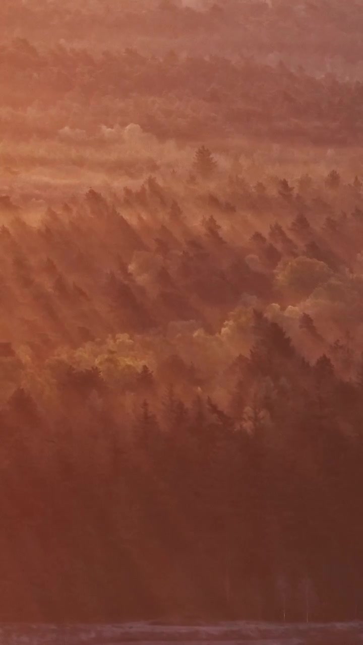 Dolci raggi di sole filtrano attraverso la nebbia mattutina, proiettando lunghe ombre su una fitta pineta. Ideale per scene d'atmosfera o documentari naturalistici.