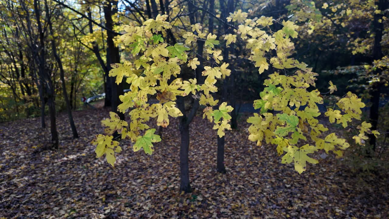 숲 속 의 가을 잎